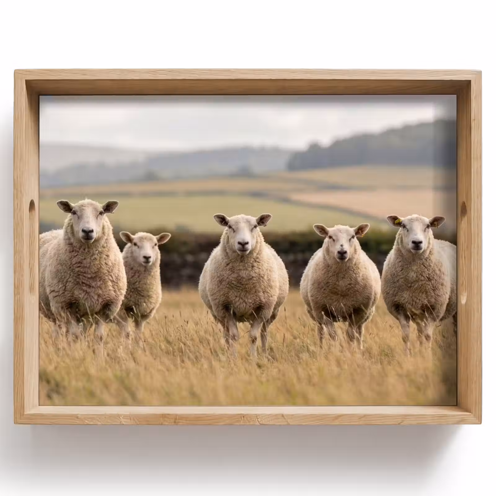 Dienblad - Schapen - Weidenlandschap - Heuvels — 1