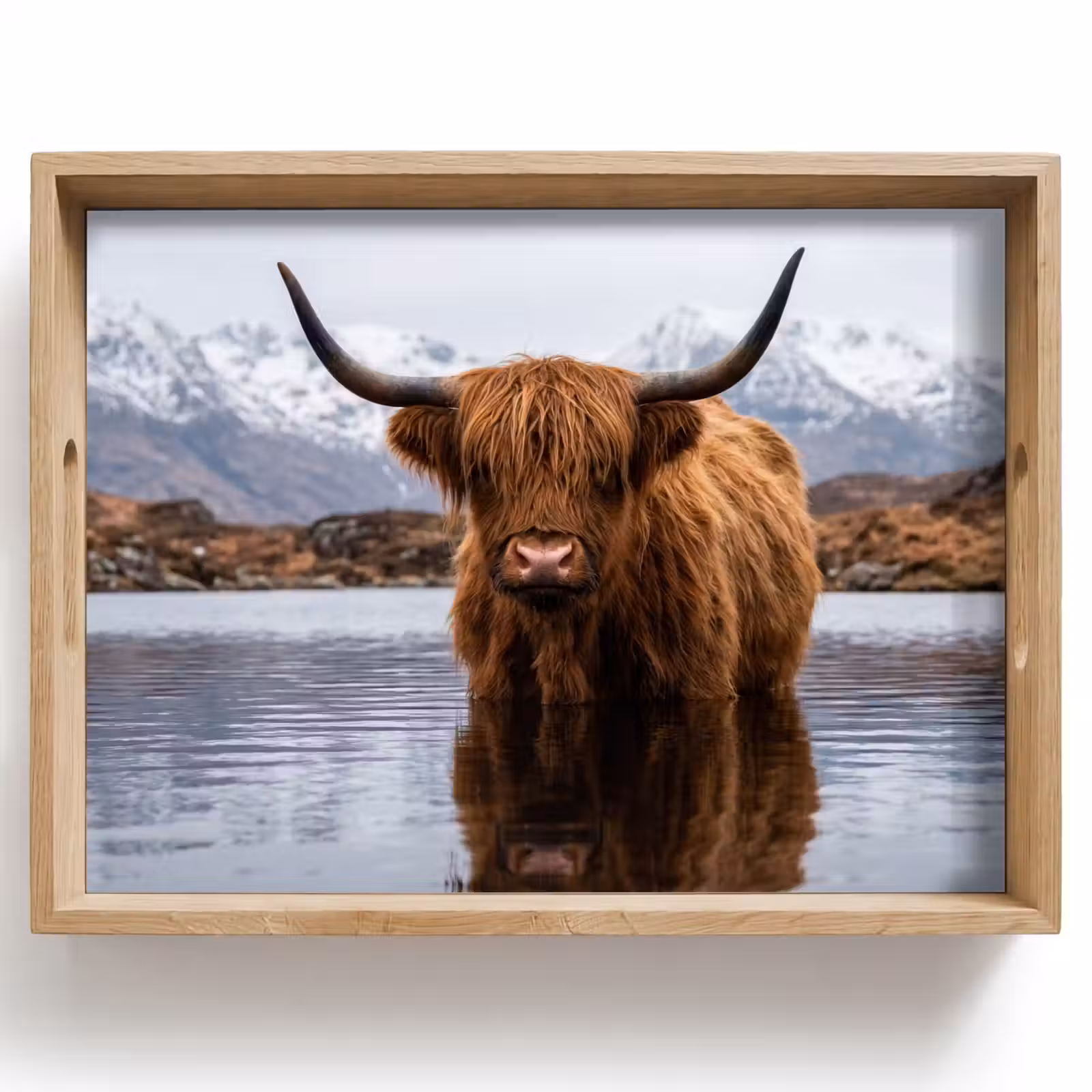 Dienblad - Schotse hooglander - Bruin - Water — 1