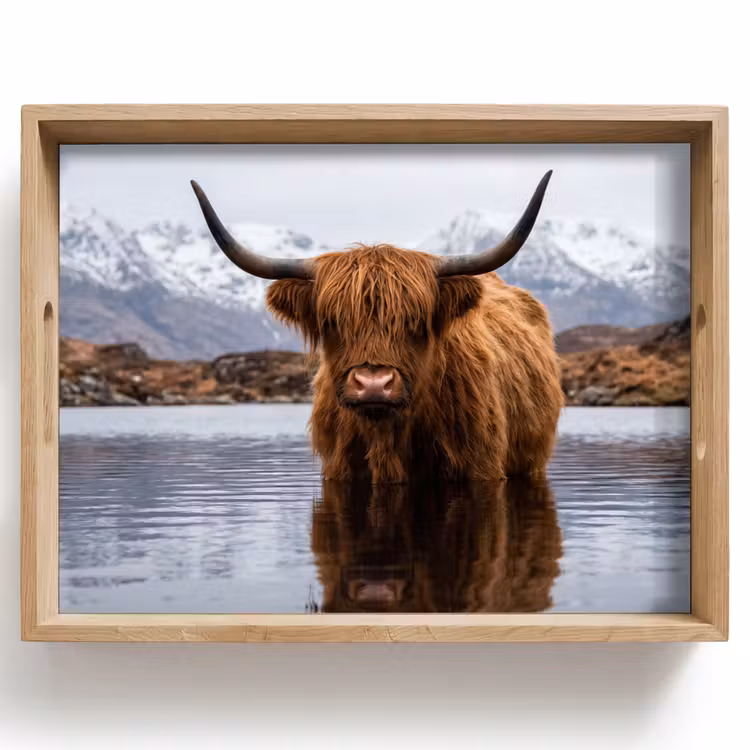 Dienblad - Schotse hooglander - Bruin - Water — 1