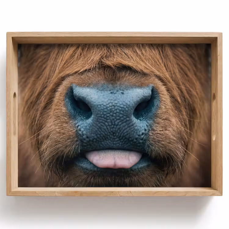 Dienblad - Schotse hooglander - Neus - Bruin — 1
