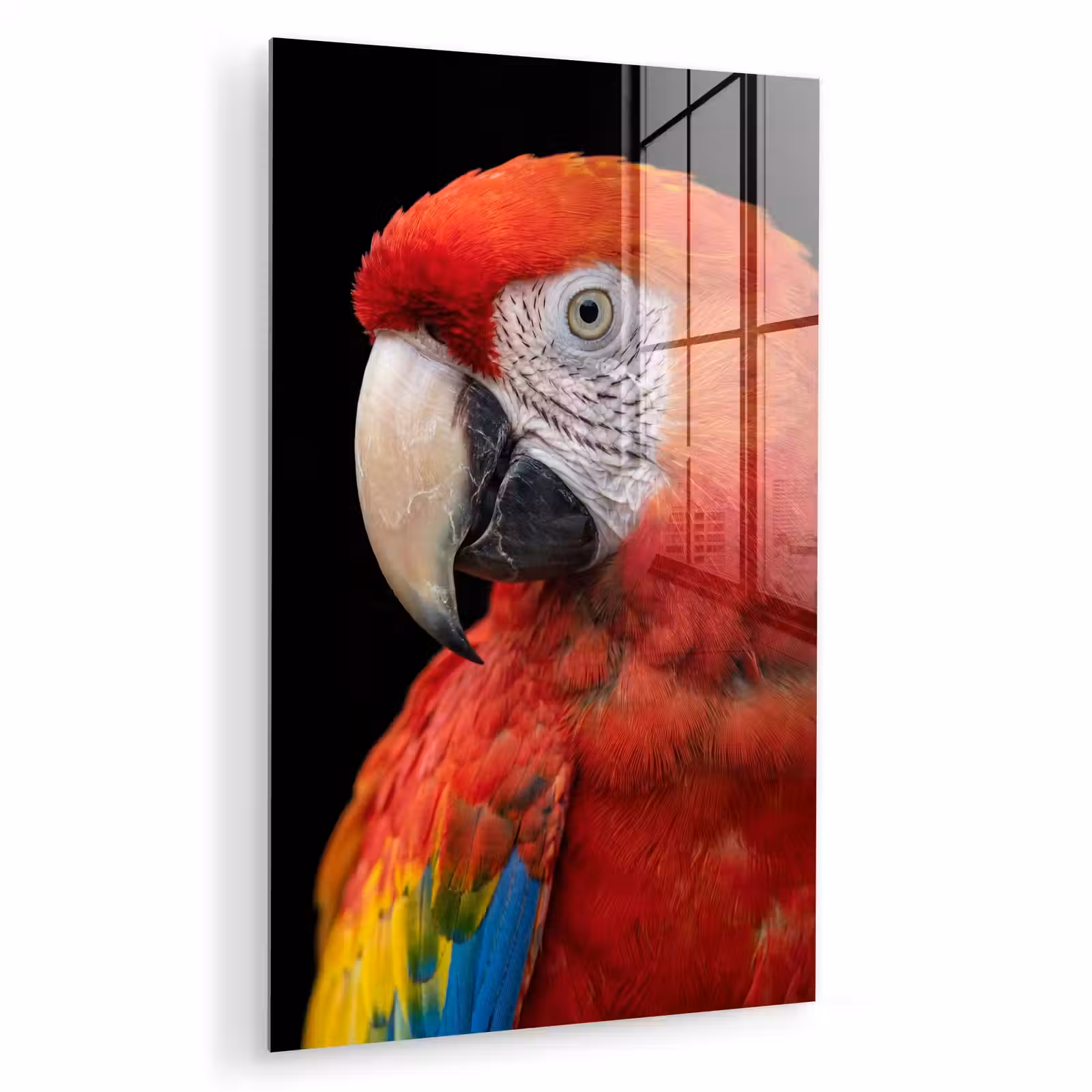Glas schilderij - Ara - Portret - Rood — 1
