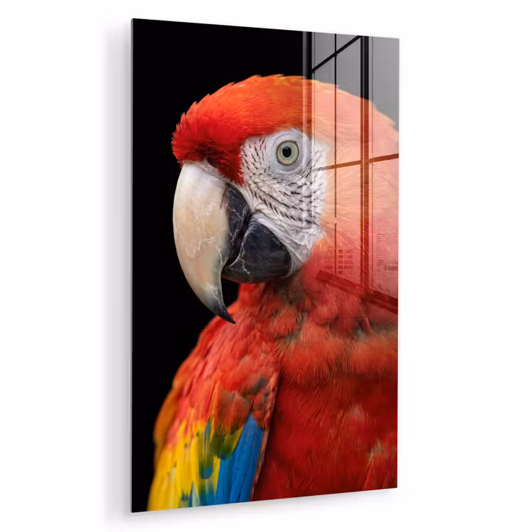 Glas schilderij - Ara - Portret - Rood — 1