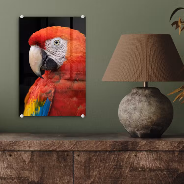 Glas schilderij - Ara - Portret - Rood — 4