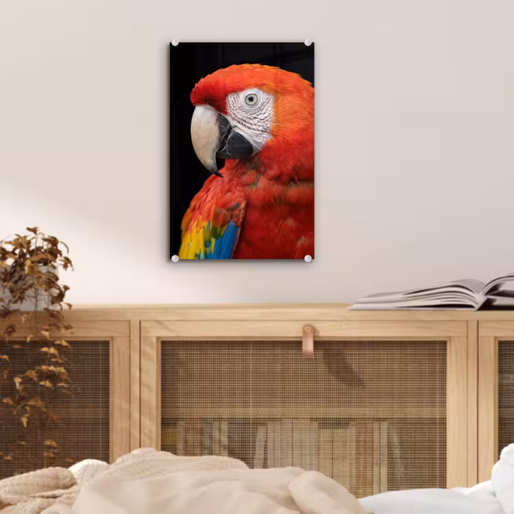 Glas schilderij - Ara - Portret - Rood — 5