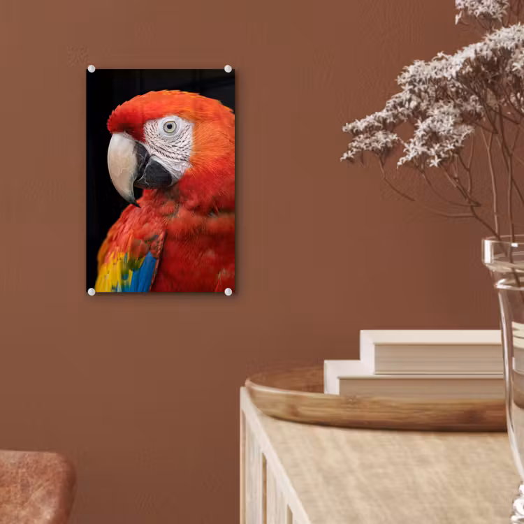 Glas schilderij - Ara - Portret - Rood — 6