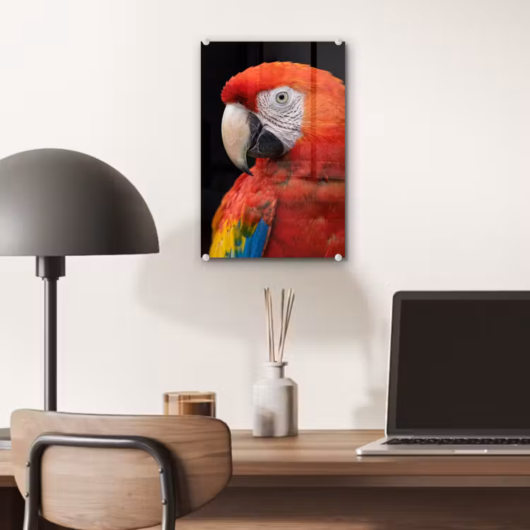 Glas schilderij - Ara - Portret - Rood — 7