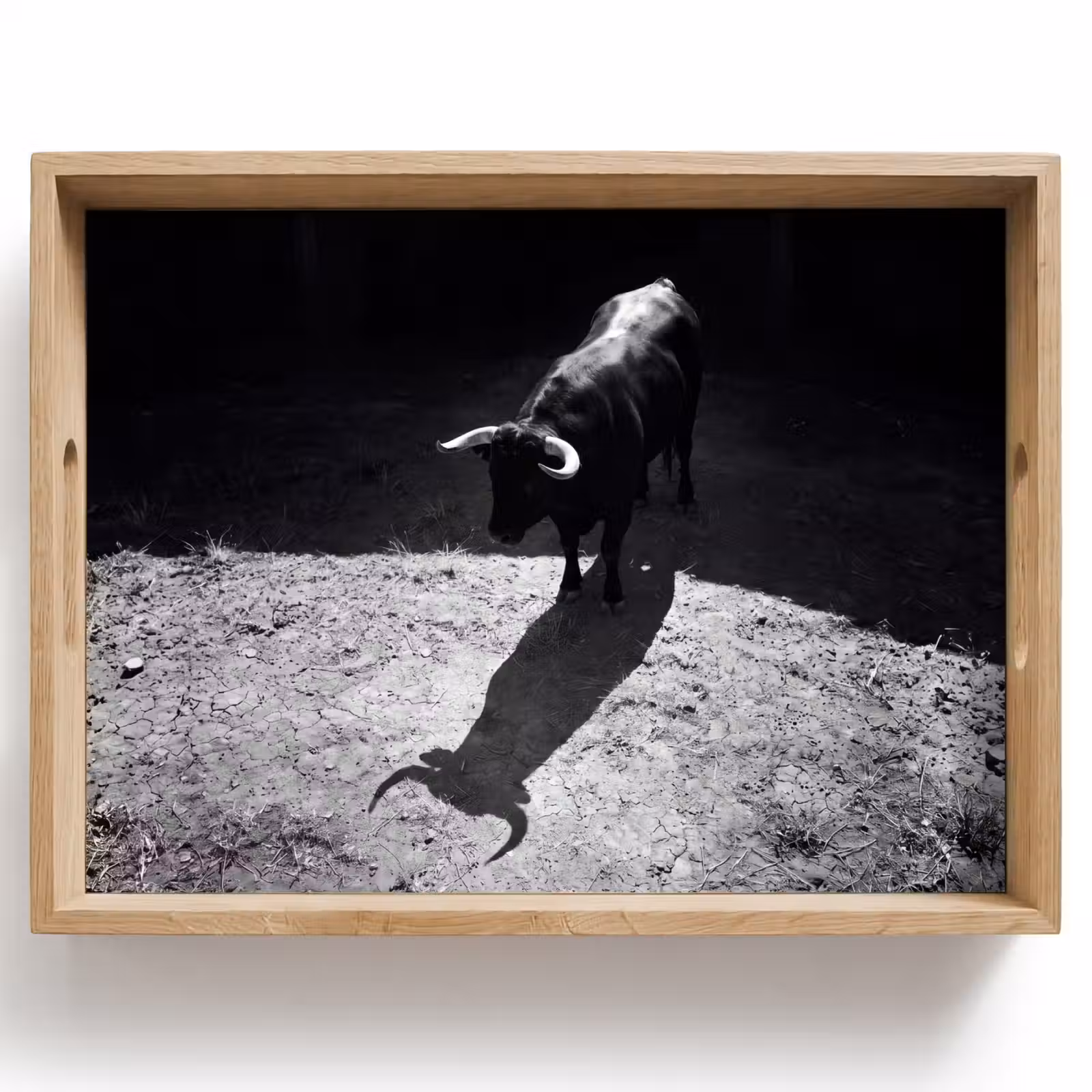 Dienblad - Stier - Schaduw - Dieren - Contrast - Zwart-wit — 1