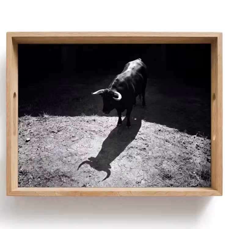 Dienblad - Stier - Schaduw - Dieren - Contrast - Zwart-wit — 1