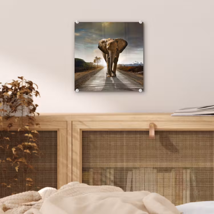Glas schilderij - Olifant - Weg - Dieren - Zonsondergang - Landschap — 5