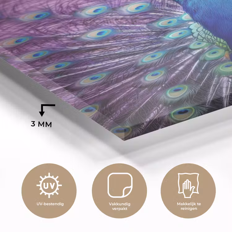 Glas schilderij - Pauw - Koksmuts - Cool - Paars — 3