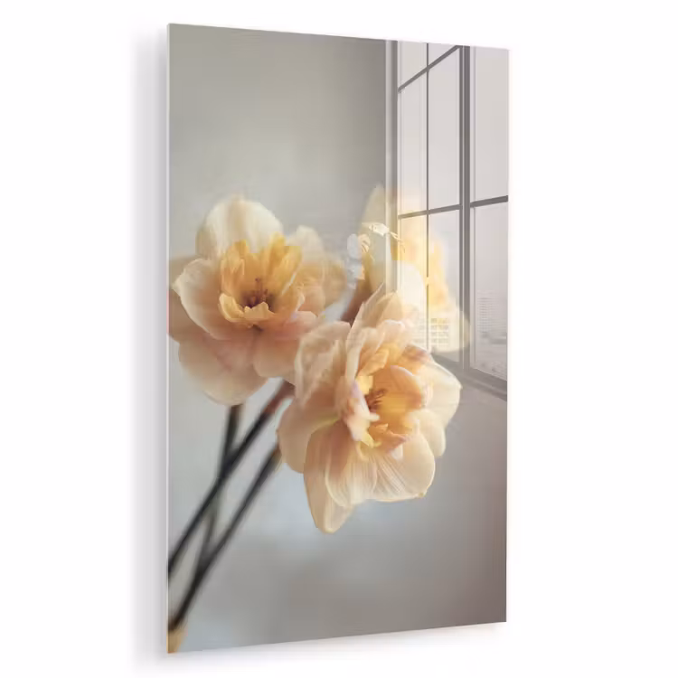 Glas schilderij - Narcissen - Geel - Bloemblaadjes — 1