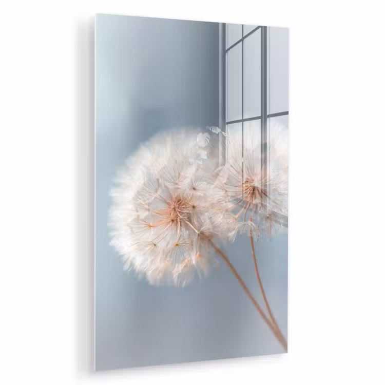 Glas schilderij - Paardenbloemen - Pluisjes - Wit — 1