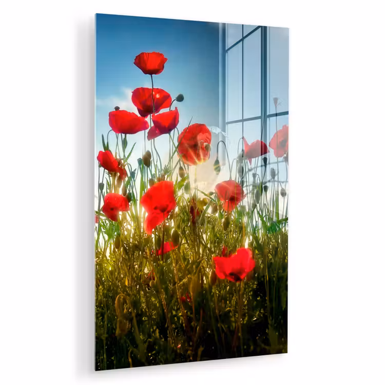 Glas schilderij - Klaprozen - Toscane - Zon - Rood - Blauw — 1