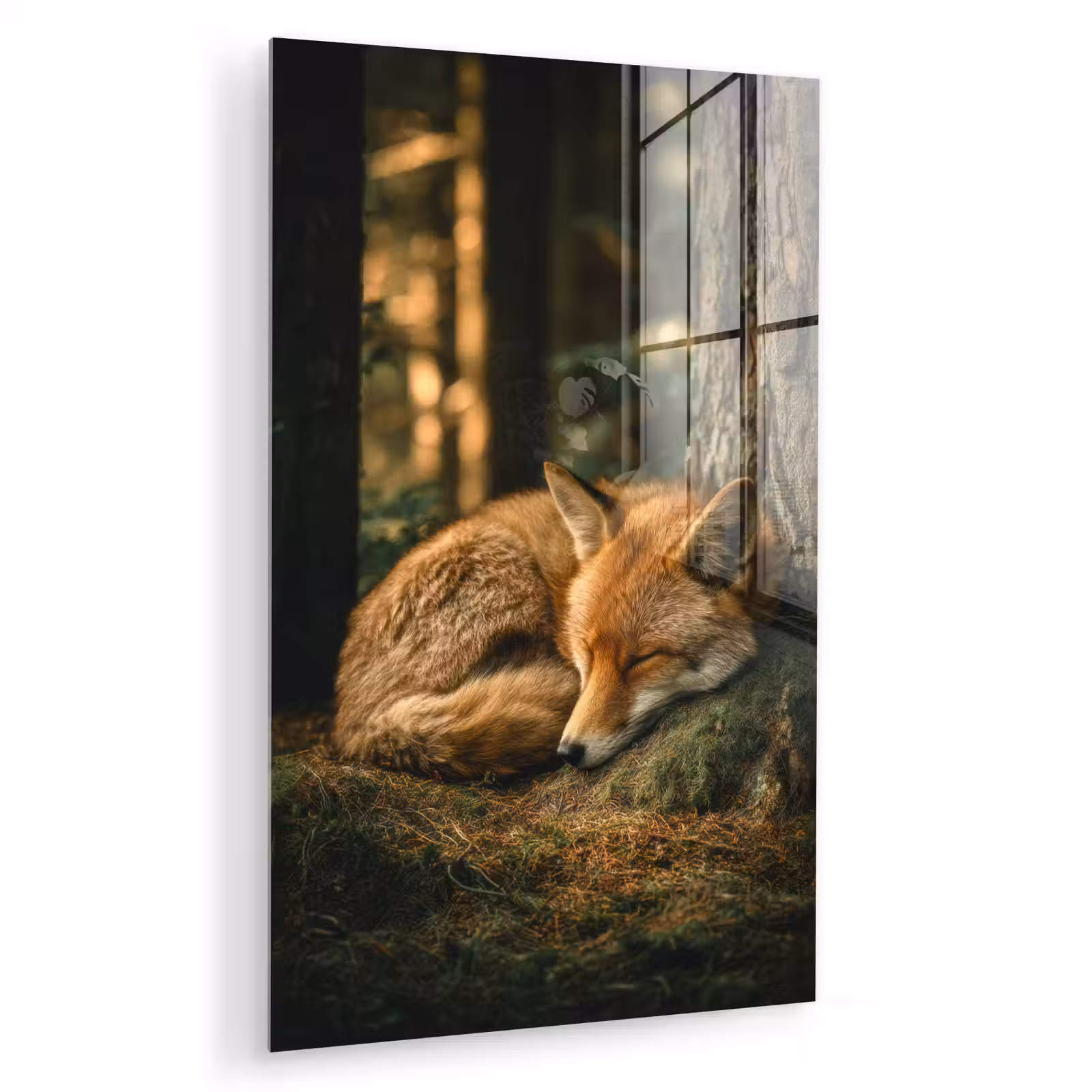 Glas schilderij - Vos - Bos - Slapen — 1