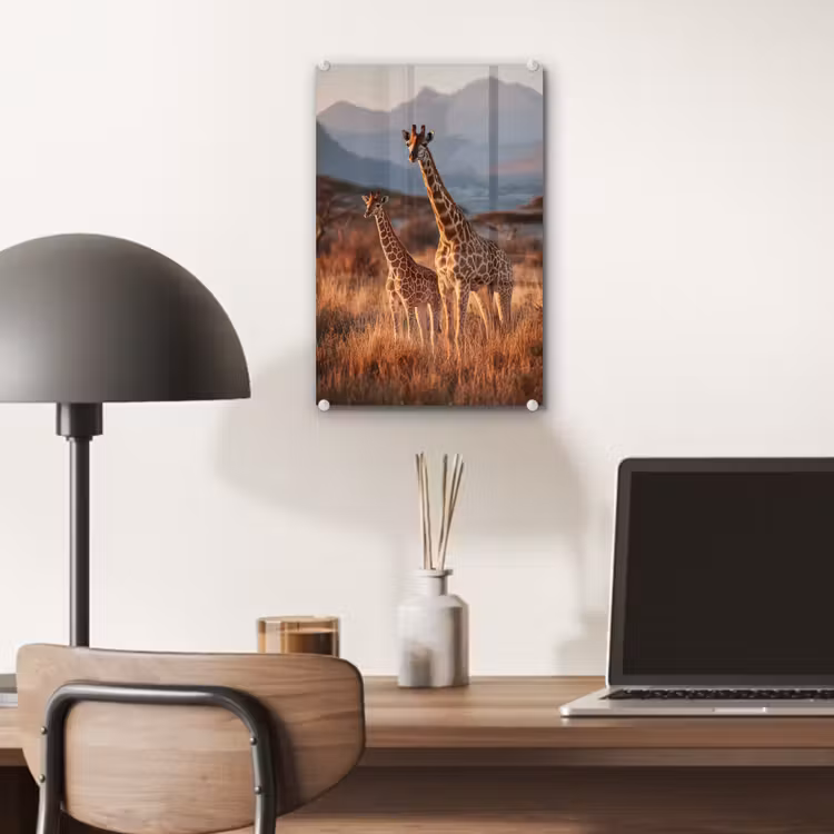 Glas schilderij - Giraffen - Hoog gras - Acaciabomen — 7