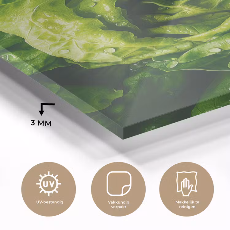 Glas schilderij - Groente - Sla - Groen — 3