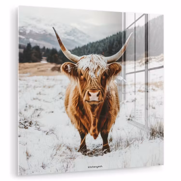 Glas schilderij - Schotse Hooglander - Sneeuw - Winter - Dieren — 1
