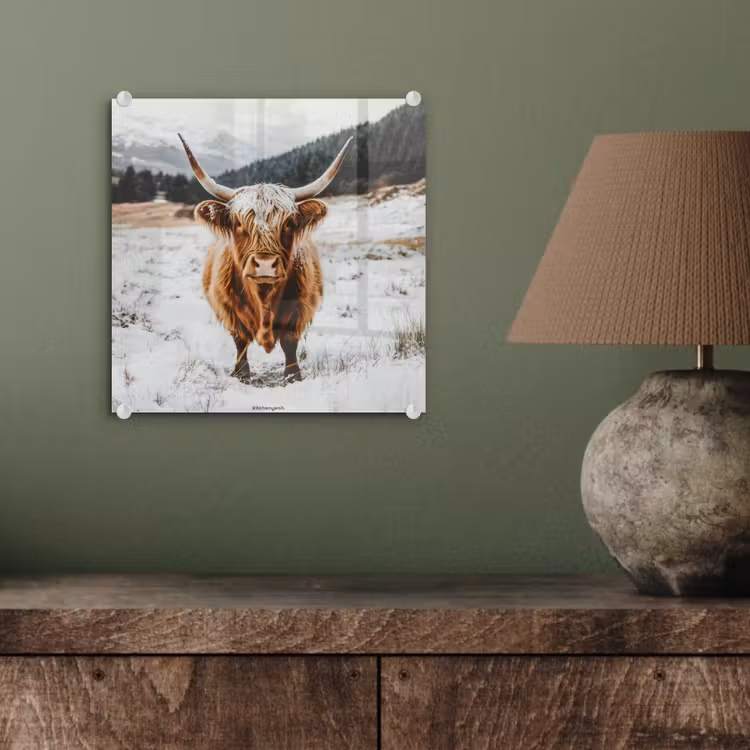 Glas schilderij - Schotse Hooglander - Sneeuw - Winter - Dieren — 4