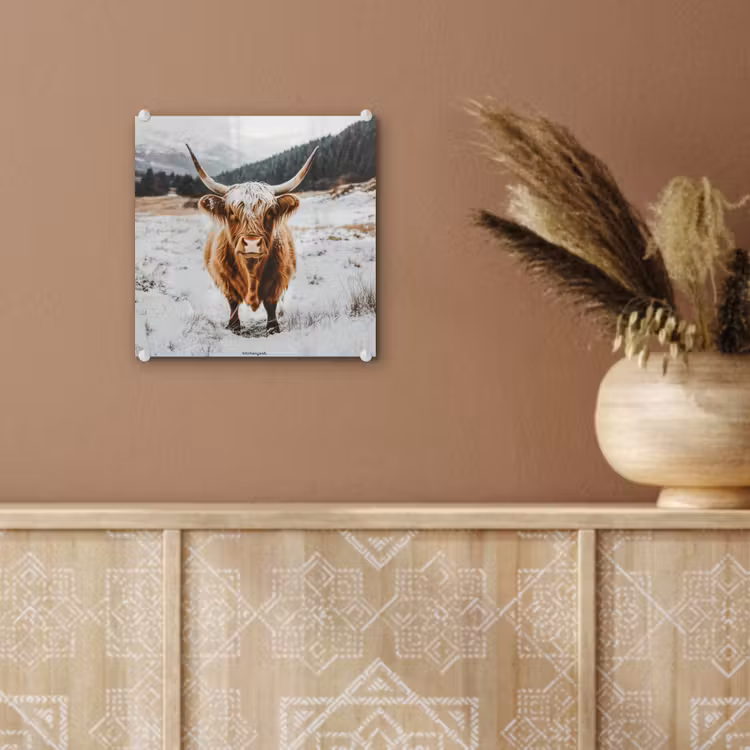 Glas schilderij - Schotse Hooglander - Sneeuw - Winter - Dieren — 6
