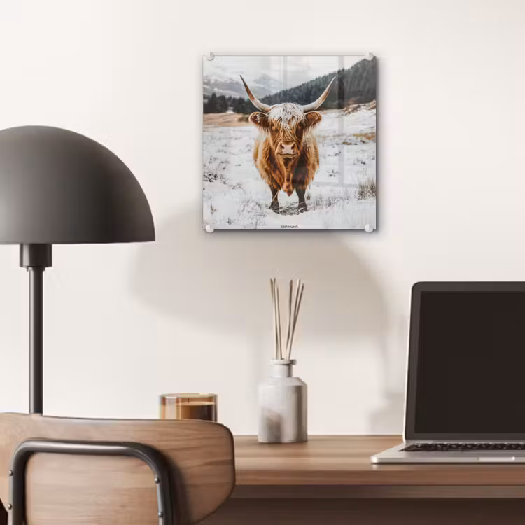 Glas schilderij - Schotse Hooglander - Sneeuw - Winter - Dieren — 7