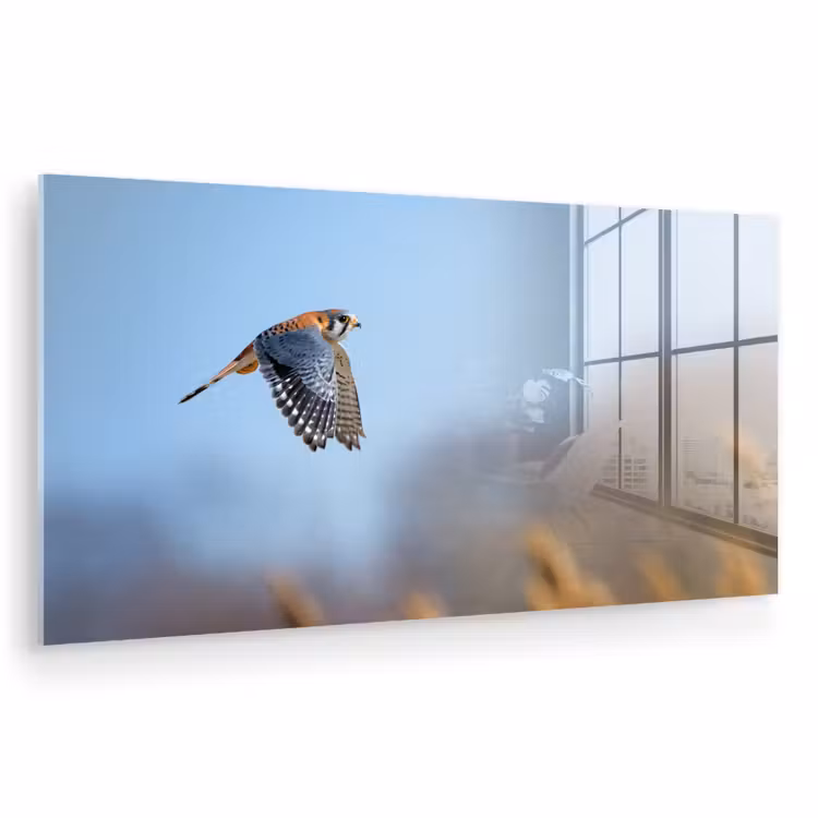 Glas schilderij - Kleurrijke valk aan het vliegen — 1