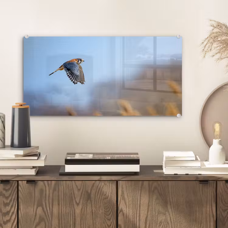 Glas schilderij - Kleurrijke valk aan het vliegen — 2