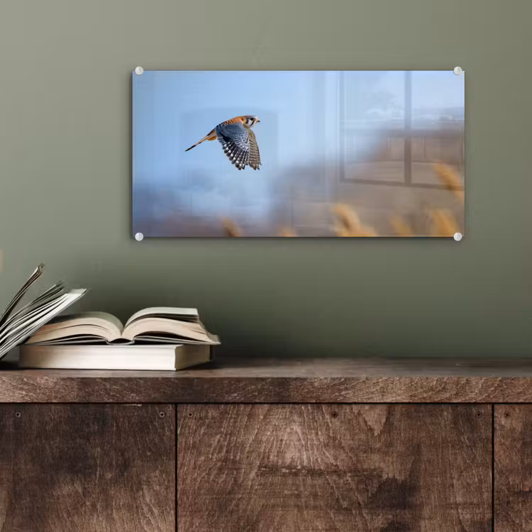 Glas schilderij - Kleurrijke valk aan het vliegen — 4