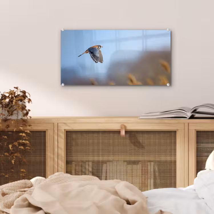 Glas schilderij - Kleurrijke valk aan het vliegen — 5