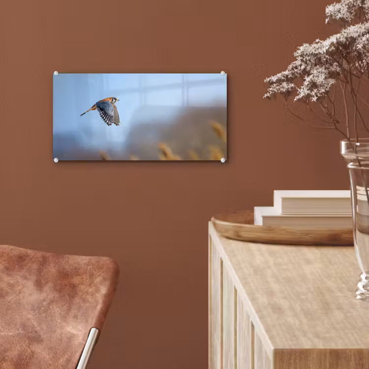 Glas schilderij - Kleurrijke valk aan het vliegen — 6