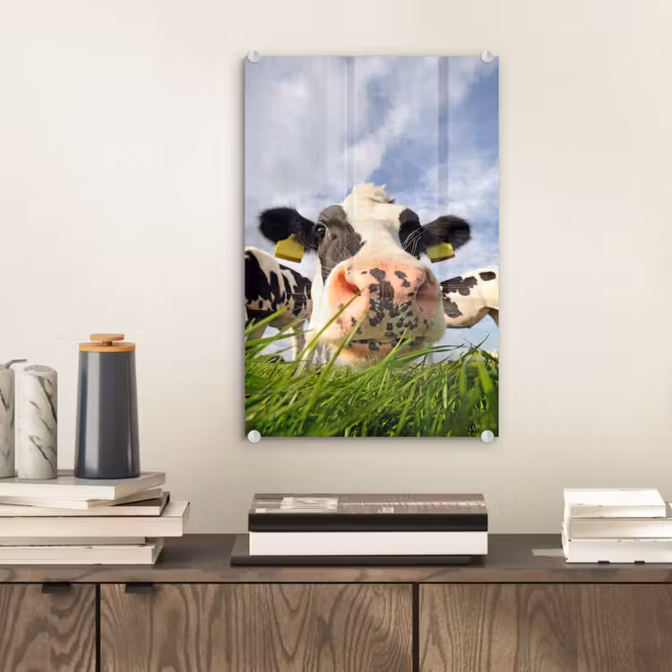 Glas schilderij - Koe - Boerderij - Gras - Dieren — 1