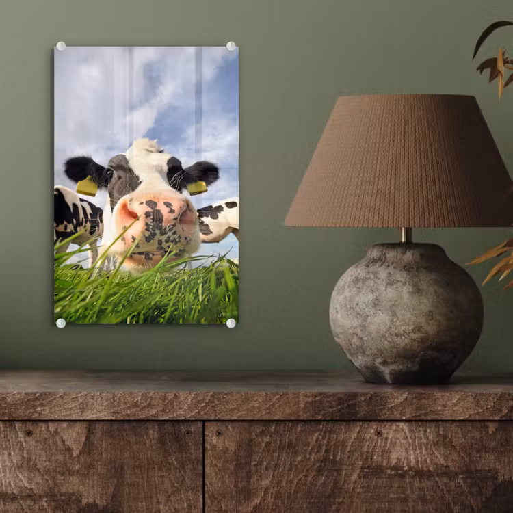 Glas schilderij - Koe - Boerderij - Gras - Dieren — 3