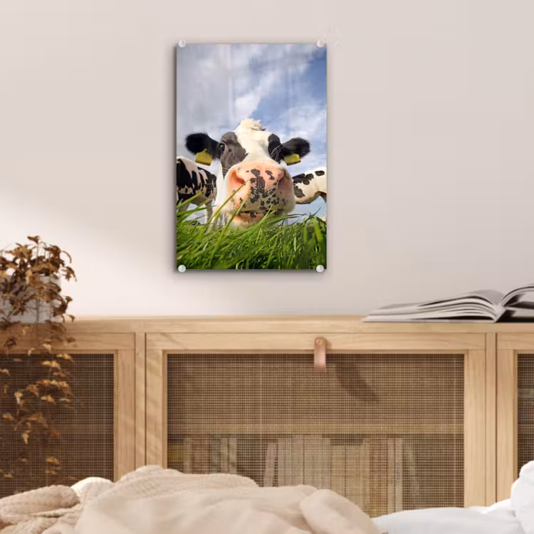 Glas schilderij - Koe - Boerderij - Gras - Dieren — 4