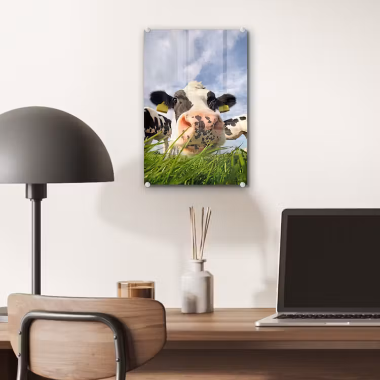 Glas schilderij - Koe - Boerderij - Gras - Dieren — 6