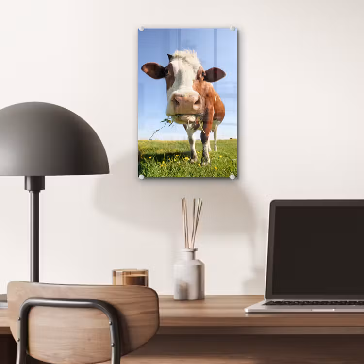 Glas schilderij - Koe - Dieren - Bloemen - Gras — 6