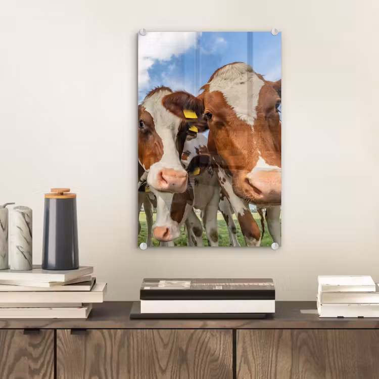 Glas schilderij - Koeien - Dieren - Weiland - Natuur — 1