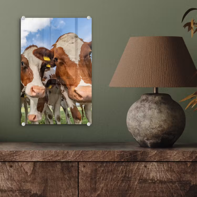 Glas schilderij - Koeien - Dieren - Weiland - Natuur — 3