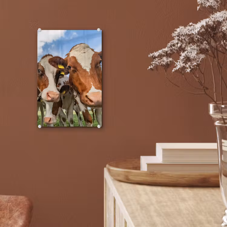 Glas schilderij - Koeien - Dieren - Weiland - Natuur — 5