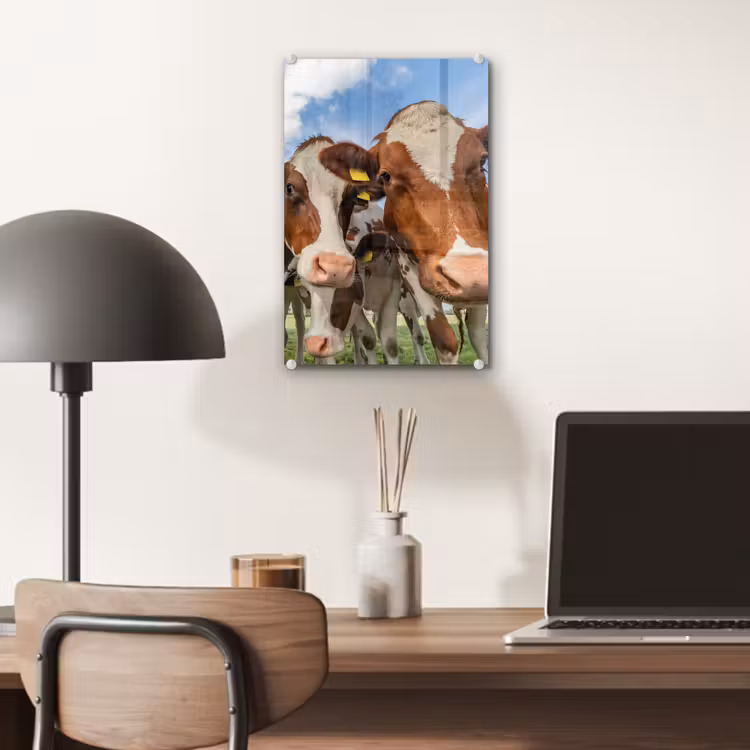 Glas schilderij - Koeien - Dieren - Weiland - Natuur — 6