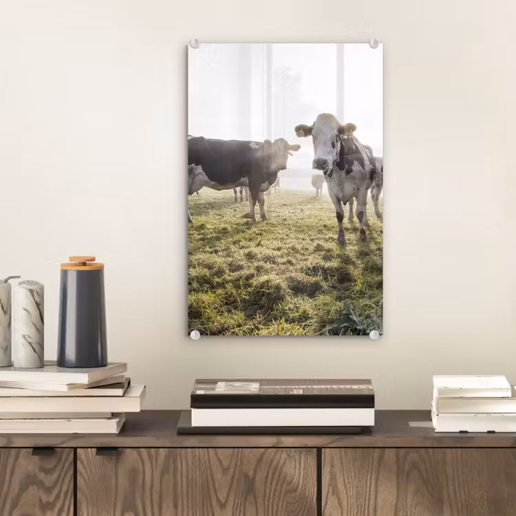 Glas schilderij - Koeien - Licht - Gras - Dieren — 1