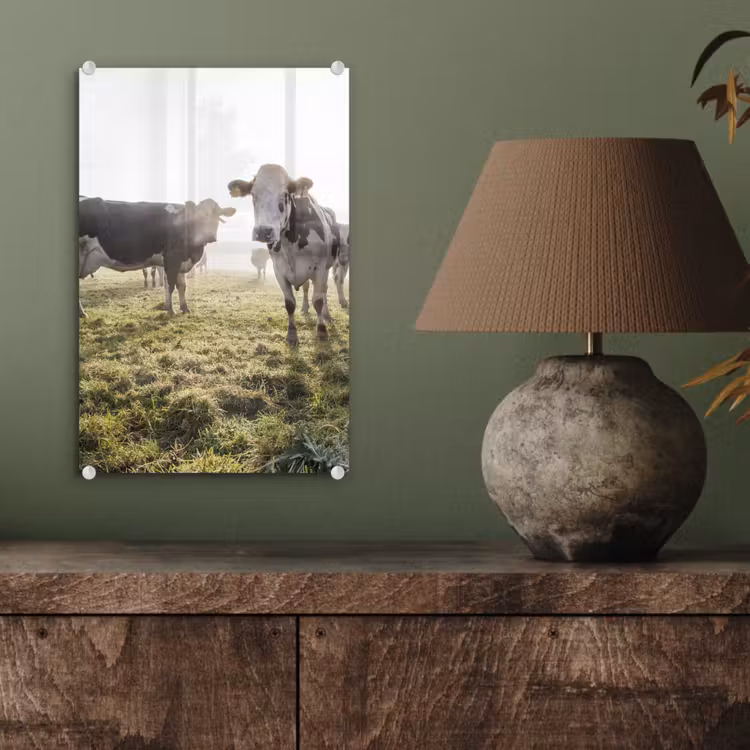 Glas schilderij - Koeien - Licht - Gras - Dieren — 3