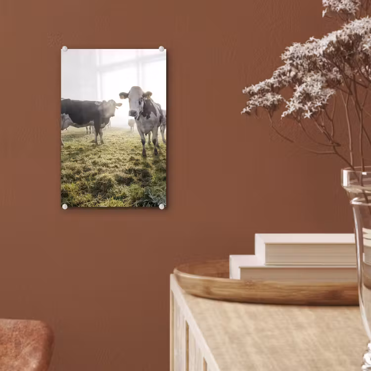 Glas schilderij - Koeien - Licht - Gras - Dieren — 5