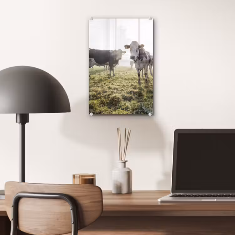 Glas schilderij - Koeien - Licht - Gras - Dieren — 6