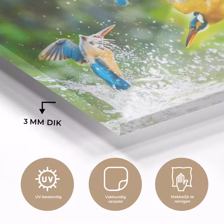 Glas schilderij - IJsvogels vliegen in het water — 2