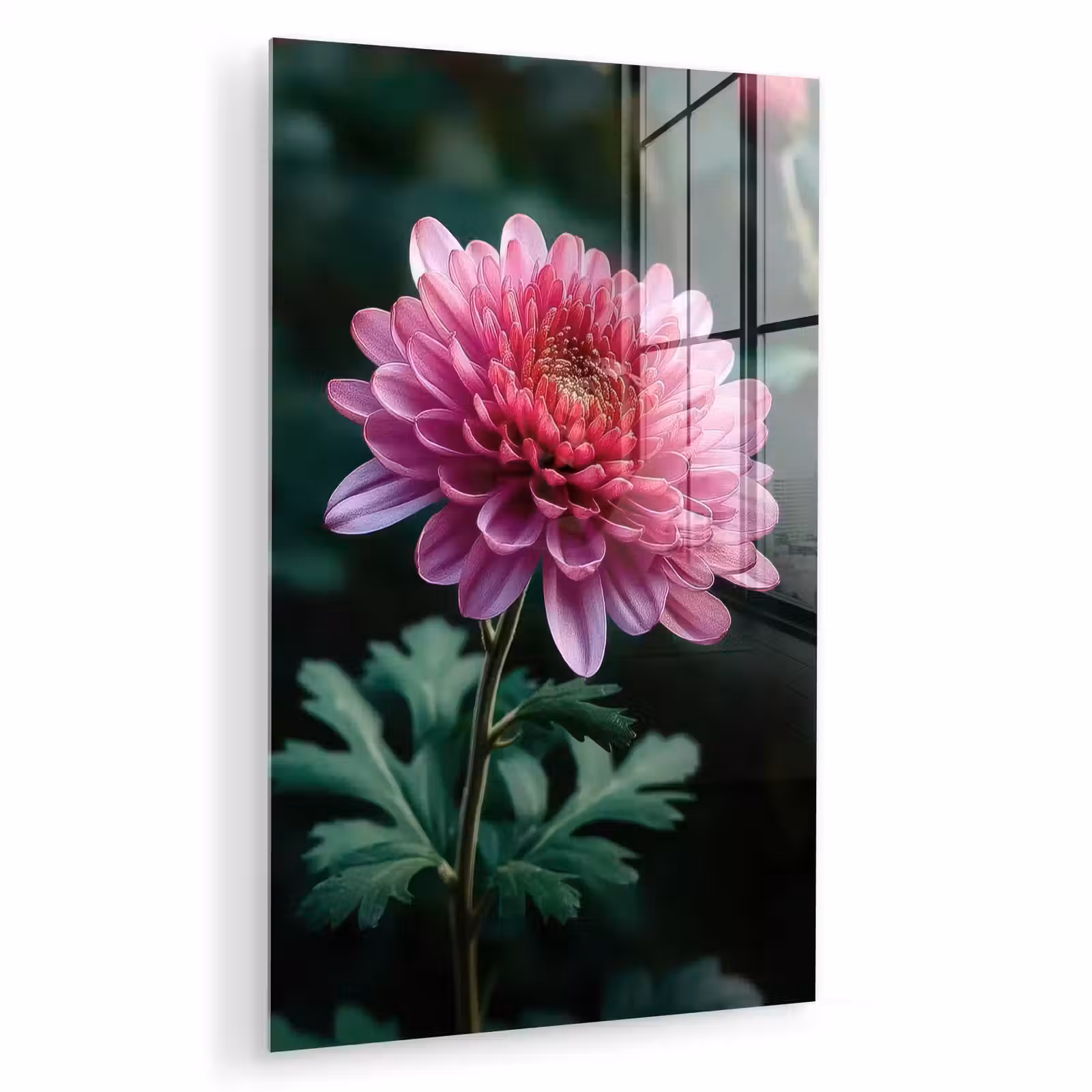 Glas schilderij - Blad - Chrysant - Roze - Schaduw — 1