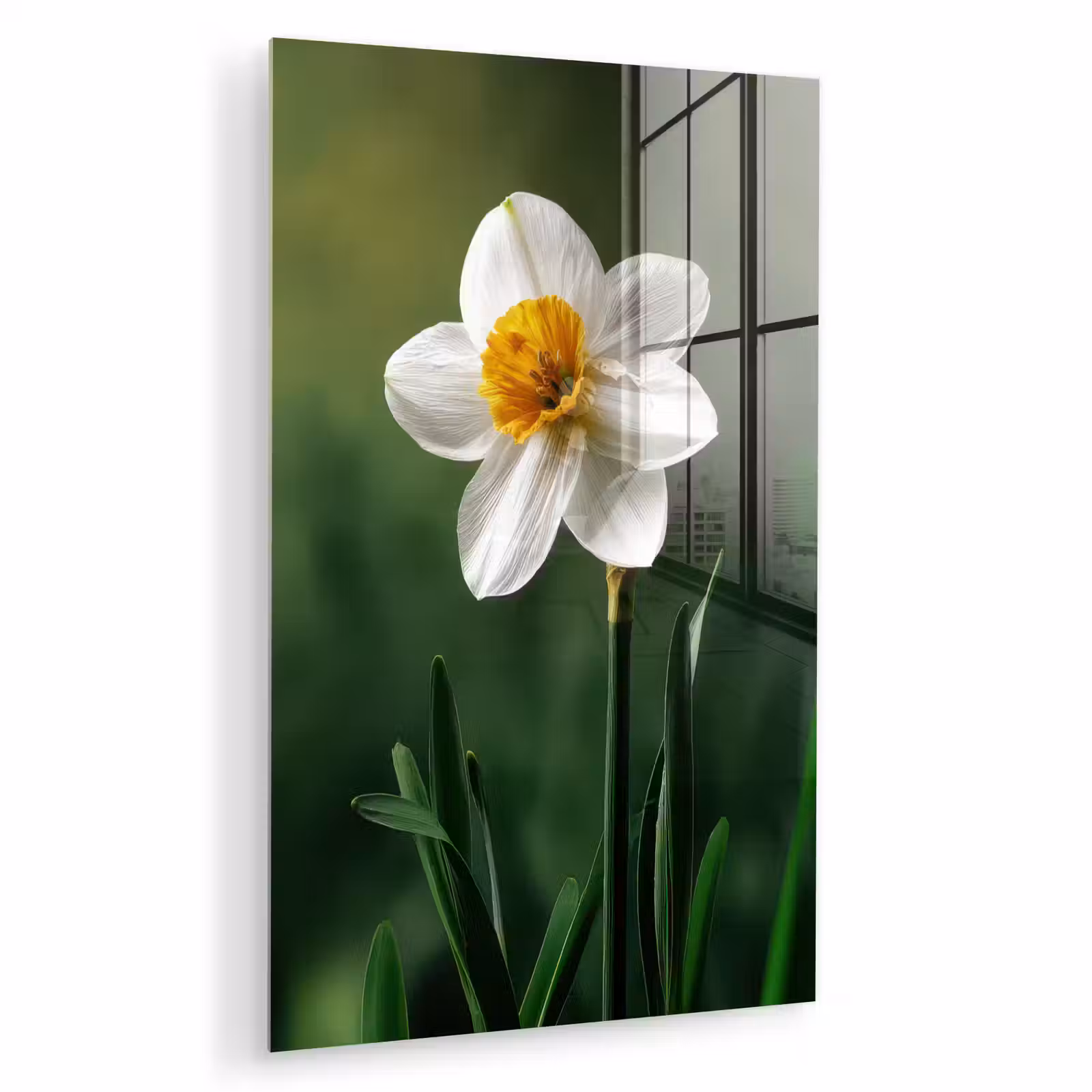Glas schilderij - Narcis - Bloem - Wit - Grassprieten — 1