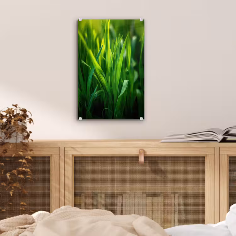 Glas schilderij - Grassprieten - Lichtinval - Groen — 5