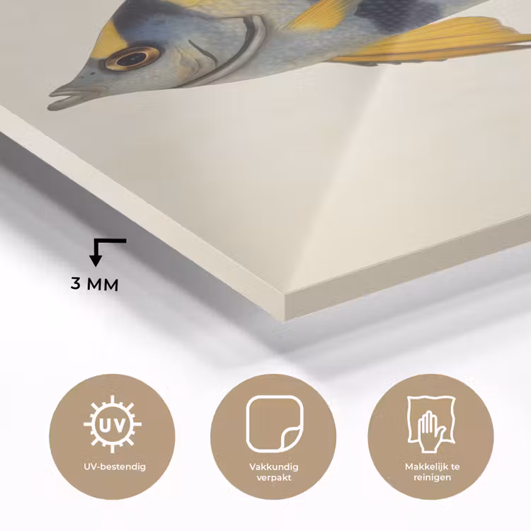 Glas schilderij - Vis - Sierlijk - Vinnen - Illustratie — 3