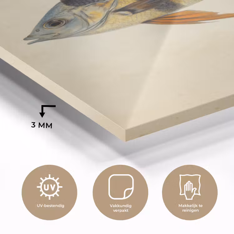 Glas schilderij - Vis - Tropisch - Strepen - Vinnen — 3