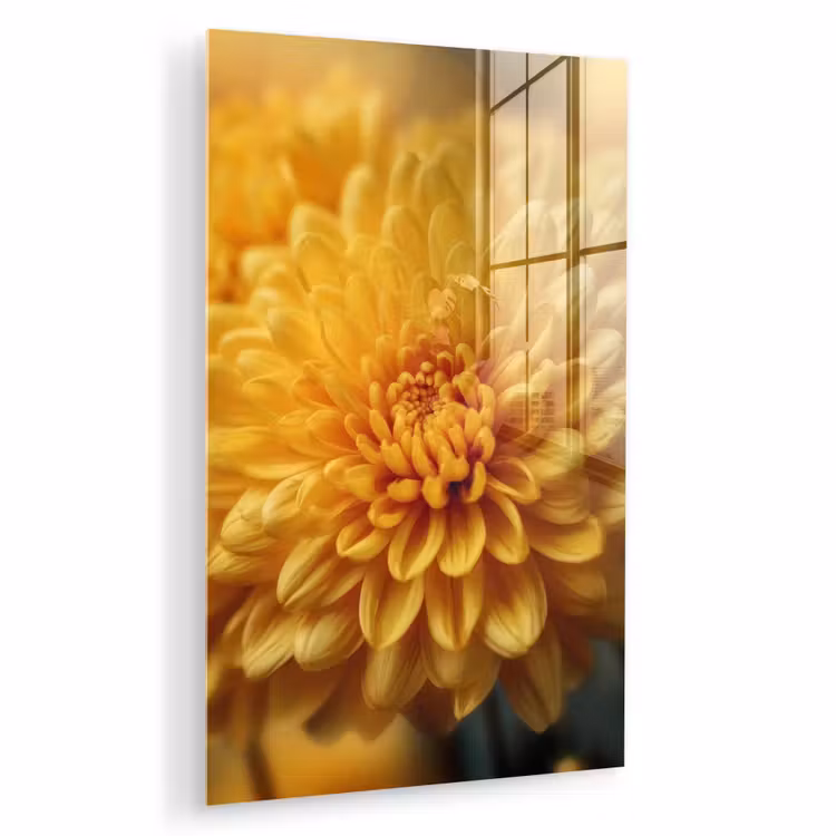 Glas schilderij - Geel - Chrysant - Zachtheid — 1