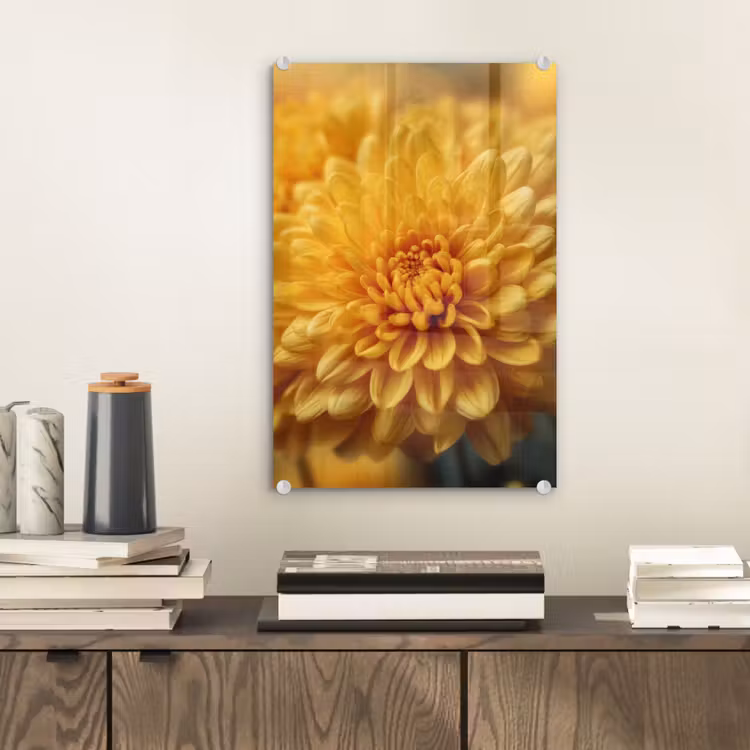 Glas schilderij - Geel - Chrysant - Zachtheid — 2